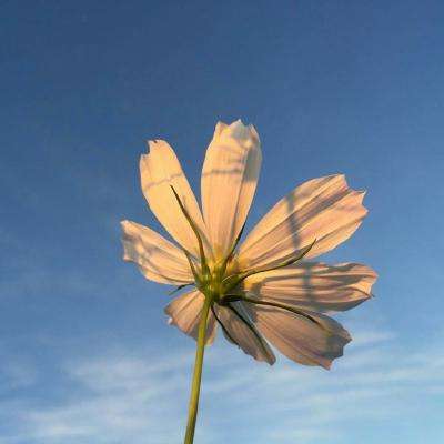 完美电竞平台手机app下载