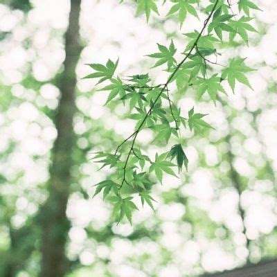 lol外围购买网站