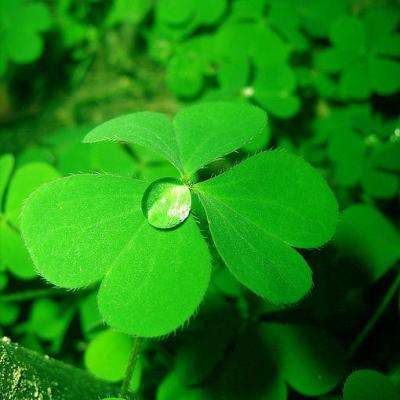 三张牌下载金花免费