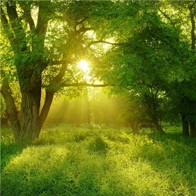 大四喜手机app下载